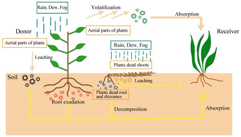 allelopathic effect.